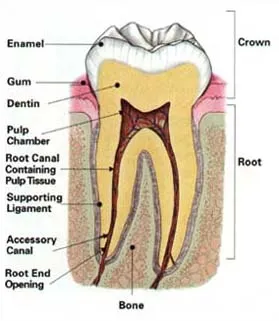 Diagram of a tooth cross-section